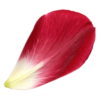 A single red flower petal isolated on transparent background png