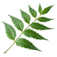 A green neem branch isolated on transparent background png