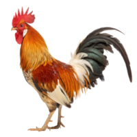 A colorful rooster isolated on transparent background in profile view png