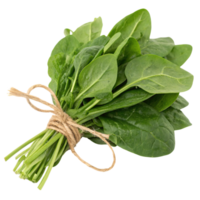 A bundle of fresh spinach isolated on transparent background png