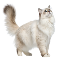 A fluffy ragdoll cat with blue eyes isolated on transparent background png