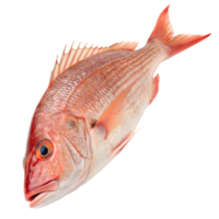 A fresh red snapper fish isolated on transparent background png