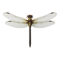 Detailed close-up of a dragonfly with transparent wings png