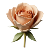 A beautiful peach rose in full bloom, isolated on a transparent background png