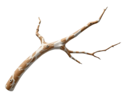 Detailed depiction of a twig with brown and white markings, isolated on a transparent background png