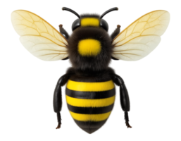 Detailed 3D Cartoon Bumblebee with Transparent Background png
