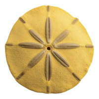 Close-up of a Sand Dollar Shell Isolated on Transparent Background png