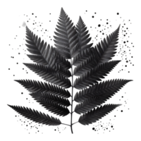 Monochrome Fern Leaf with Splatter png