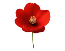 Vibrant Red Poppy Flower on Transparent Background png