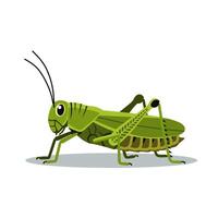 illustration of a green grasshopper with detailed body parts. Colorful insect isolated on white background for science or nature education design vector