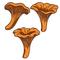 A illustration of three chanterelle mushrooms, depicted in a vibrant orange hue with detailed gills and a smooth stem, showcasing their unique funnel shape. vector
