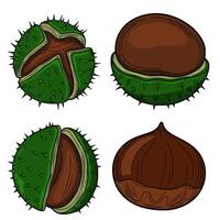 Detailed illustration of four chestnuts, showcasing whole and halved versions with spiky husks and smooth brown nuts, ideal for autumnal designs. vector