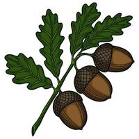 A detailed illustration of three acorns on an oak branch with leaves, showcasing a vibrant green and brown color palette, perfect for autumnal designs. vector