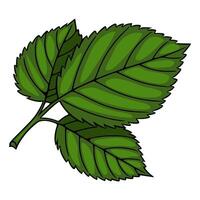 A illustration of three vibrant green leaves, meticulously detailed with a hand-drawn style, showcasing a unique arrangement and texture. vector