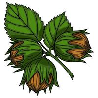 A vibrant illustration of three hazelnuts nestled within their protective green husks and leaves, showcasing a detailed hand-drawn style with rich brown and verdant hues. vector