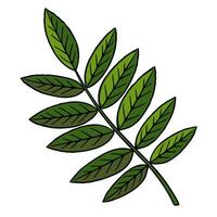 illustration of a stylized sprig with eight green leaves, detailed vein structure, dark outline, isolated on white background. vector