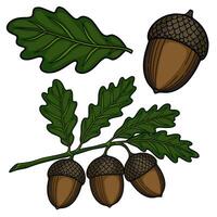 A charming illustration of oak acorns and leaves, meticulously detailed with rich brown and deep green hues, perfect for autumnal designs. vector