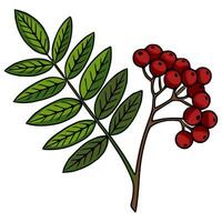 A illustration featuring a detailed branch with lush green leaves and a cluster of vibrant red rowan berries, showcasing a striking contrast of colors and organic shapes. vector