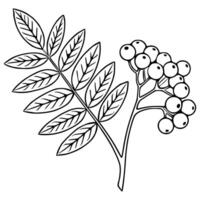 Elegant illustration of a rowan branch with detailed leaves and berries, showcasing a minimalist black and white style perfect for autumnal designs. vector