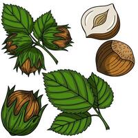 A Detailed Illustration of Hazelnuts A Collection of Whole Hazelnuts, Halved Hazelnuts, and Hazel Leaves, Depicting the Nut in its Shell and Out of its Shell with Vibrant Green Foliage. vector