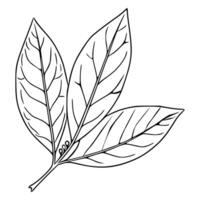 Elegant illustration of three detailed leaves with prominent veins and a thin stem, showcasing a botanical style perfect for design projects. vector