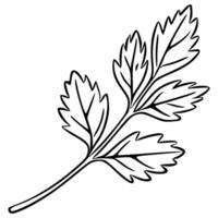 A illustration of a single sprig of cilantro, meticulously detailed with bold black lines against a white background, showcasing its unique leaf structure and elegant simplicity. vector