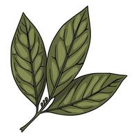 illustration of three detailed olivegreen leaves with visible veins and small buds on a stem, isolated on white background. vector