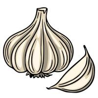Detailed illustration of a whole garlic bulb and a single clove, showcasing a handdrawn style with bold outlines and beige color palette, perfect for culinary designs. vector