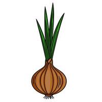 A detailed illustration of a single brown onion with vibrant green shoots, showcasing a hand drawn style with visible texture and shading for a rustic, organic feel. vector