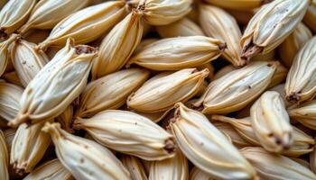 close up view of sunflower seed husks after removal lying in a curled pattern. photo