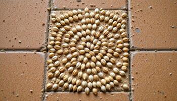 close up view of millet seeds arranged in a geometric pattern on smooth ceramic tile. photo