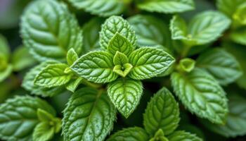 close up view of fresh green mint leaves showing tiny hairs and crisp serrated edges. photo