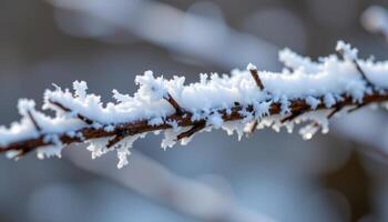 close up view of frost forming crystals on a bare tree branch in early winter. photo