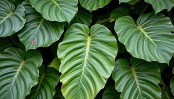 close up view of overlapping leaves in a tropical rainforest showing diversity of shapes and sizes. photo
