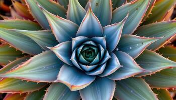 close up view of an agave plant's sharp leaves spiraling outward from its center. photo