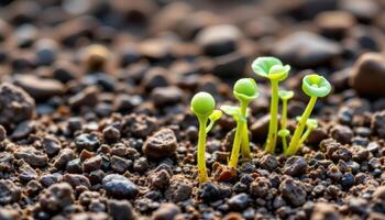 close up view of sprouting pea shoots emerging from rich dark soil. photo