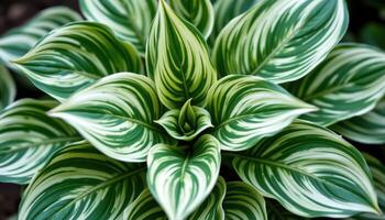close up view of rippling hosta leaves with variegated green and white patterns. photo