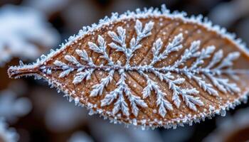 close up view of frost crystals forming intricate patterns on a dead leaf. photo