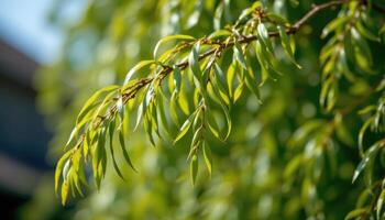 close up view of a weeping willow branch with delicate hanging leaves swaying. photo