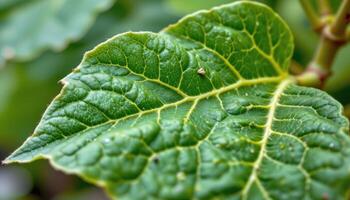 close up view of a young fig leaf showing its unique lobed shape and soft texture. photo