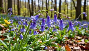 close up view of a cluster of bluebells arching gracefully in a spring woodland. photo
