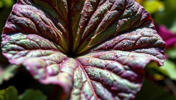 close up view of a geranium leaf with distinct lobes and contrasting light and shadow. photo