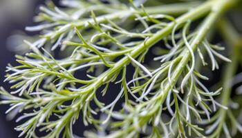 close up view of delicate fennel fronds with thin green threads forming natural lace. photo