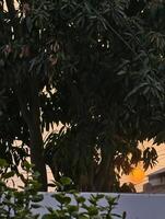 Captivating sunset scene through trees with golden light evening sky nature photography landscape view photo