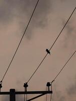 Silhouette bird on power line at sunset a beautiful nature photography stock image for backgrounds and design photo