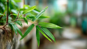 Lush bamboo leaves in a serene garden. Bamboo leaves glisten with dew in a peaceful garden, surrounded by greenery on a bright, sunny day. photo