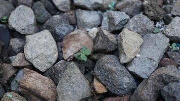 A small plant growing out of a pile of rocks photo