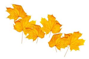fall. yellow maple leaves on a white background. foliage. nature photo