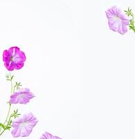 Frame. Beautiful plants. Delicate natural floral background. Multicolored petunia flowers. photo