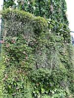 Vertical garden with lush greenery and diverse plant species, suitable as natural background photo